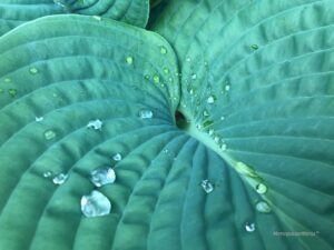 Rainwater droplets on leaf