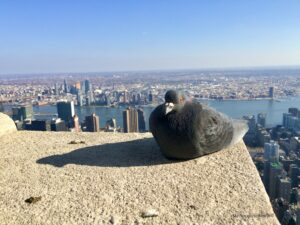 Pigeon on top of Empire State Building