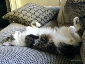 Buttercup the cat sleeping on the couch
