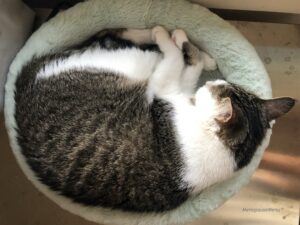 Buttercup the cat, curled up in her bed