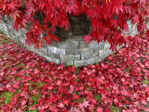 Japanese maple in Autumn